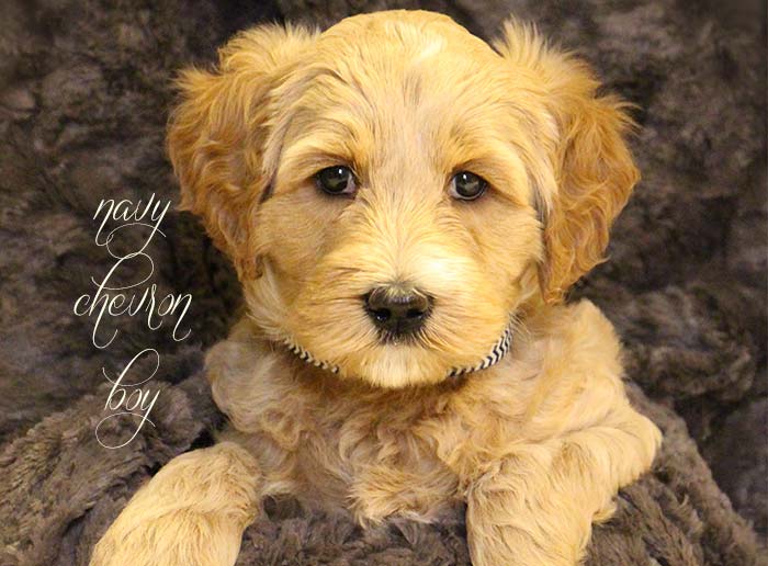 Navy Chevron Boy from Rosie and AJ week 6