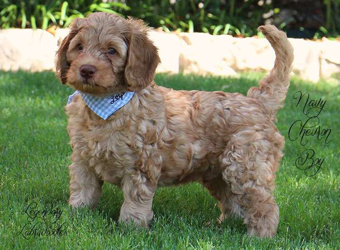 Navy Chevron Boy from Georgy and Ben week 7