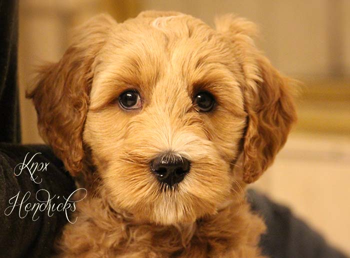 Navy Chevron Boy from Rosie and AJ week 8