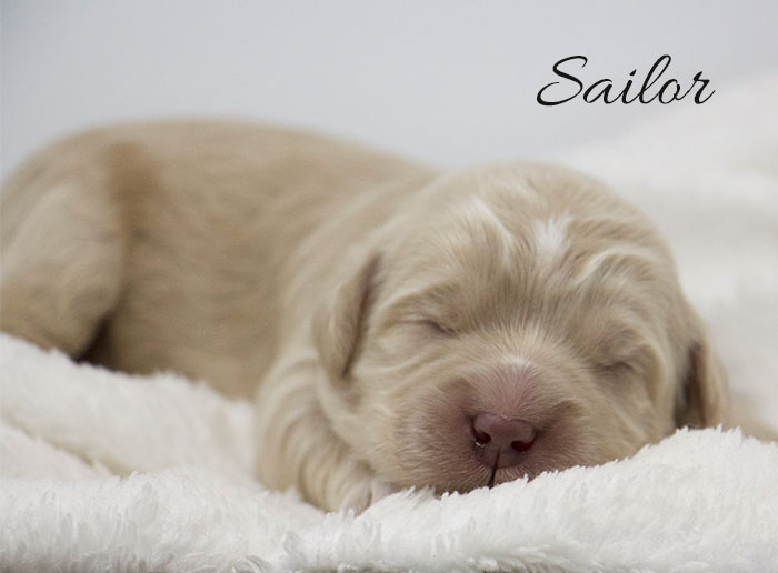 Sailor from Jules and Rhodie week 1