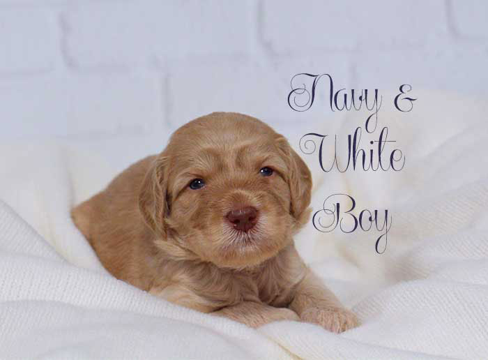 Navy & White Boy from Lola and AJ week 3