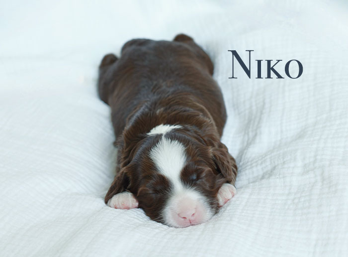 niko from capri and boots week 1