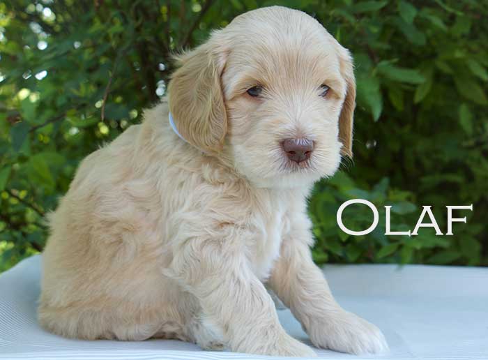  Olaf-week 5