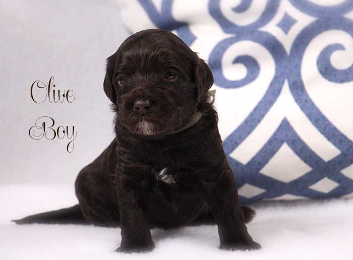 Olive Boy from Lola and Skeeter week 3