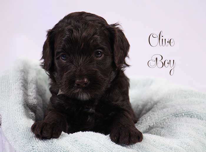 Olive Boy from Lola and Skeeter week 4