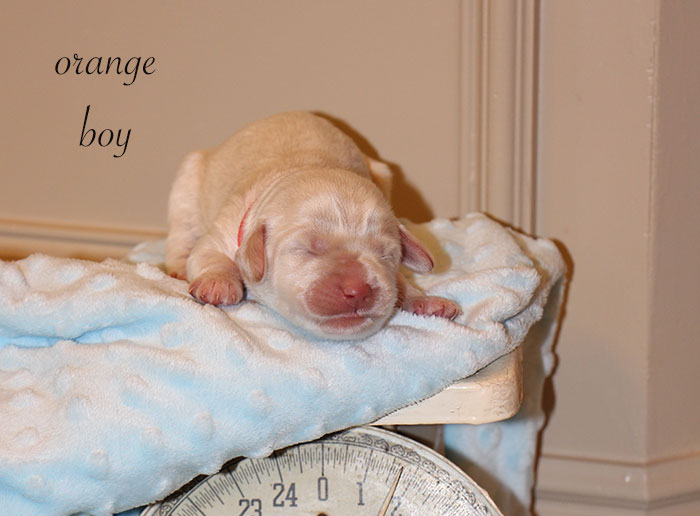 Orange Boy from Lola and AJ week 1