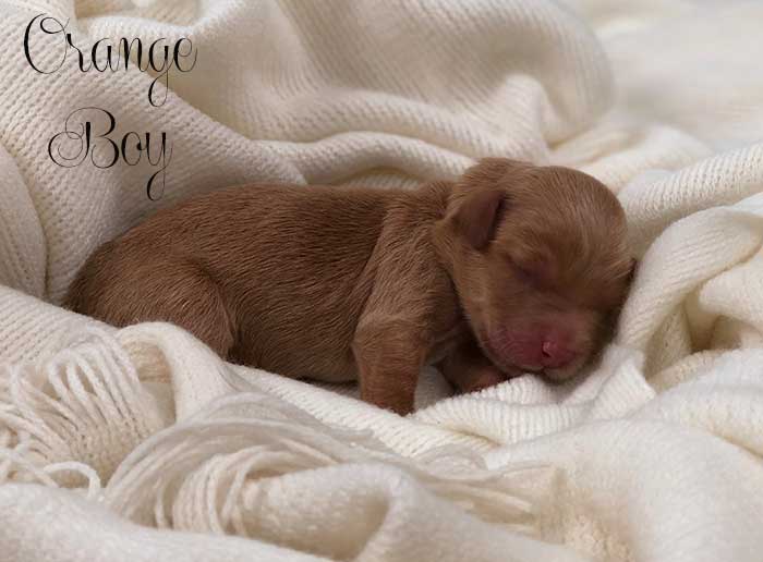 Orange Boy from Tallulah and Finn week 1