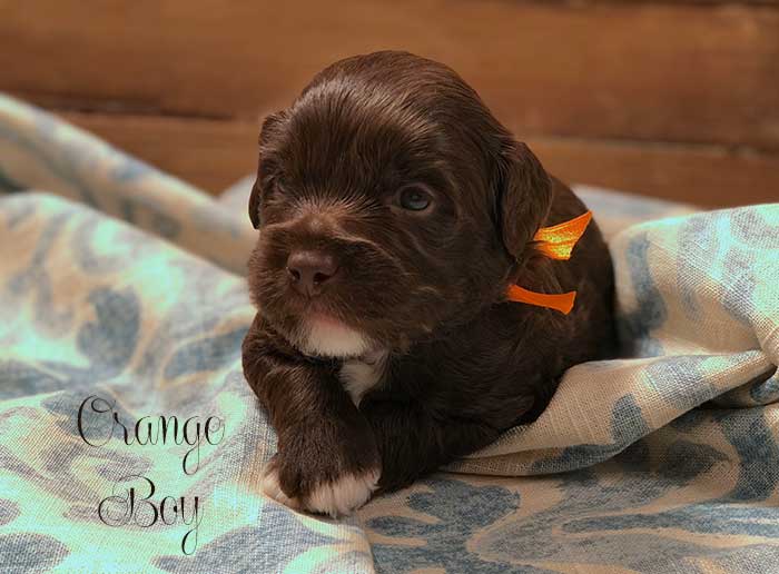 Orange Boy from Lizzie and Dutch week 3