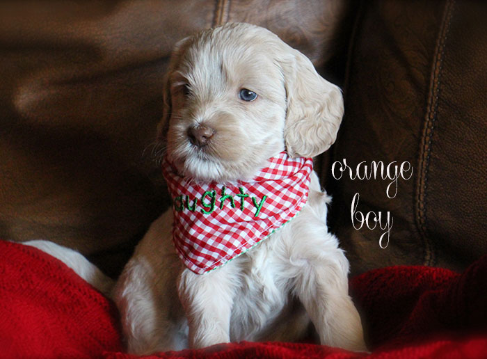 Orange Boy from Lola and AJ week 5