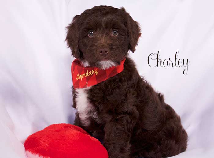 Orange Boy from Lizzie and Dutch week 8