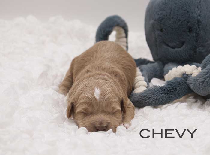 chevy from annie and finn week 1