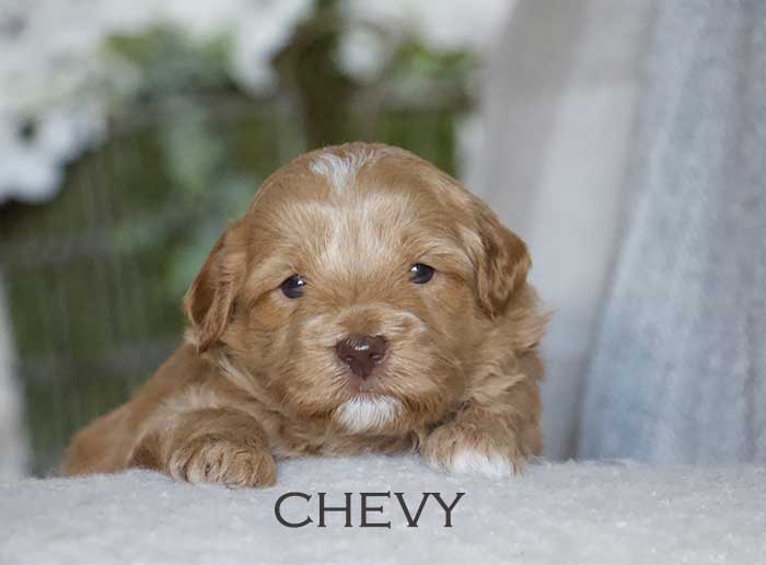 chevy from annie and finn week 3