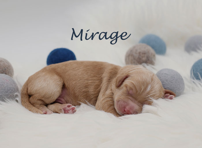 mirage from izzy and Flirt week 1