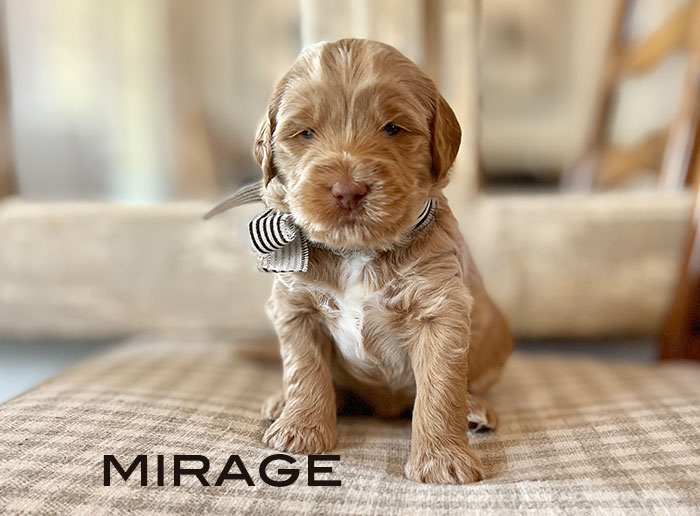 mirage from izzy and Flirt week 3