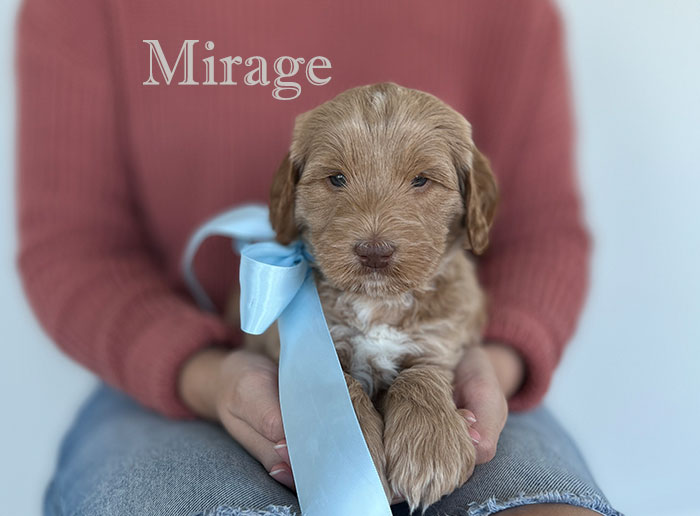 mirage from izzy and Flirt week 5