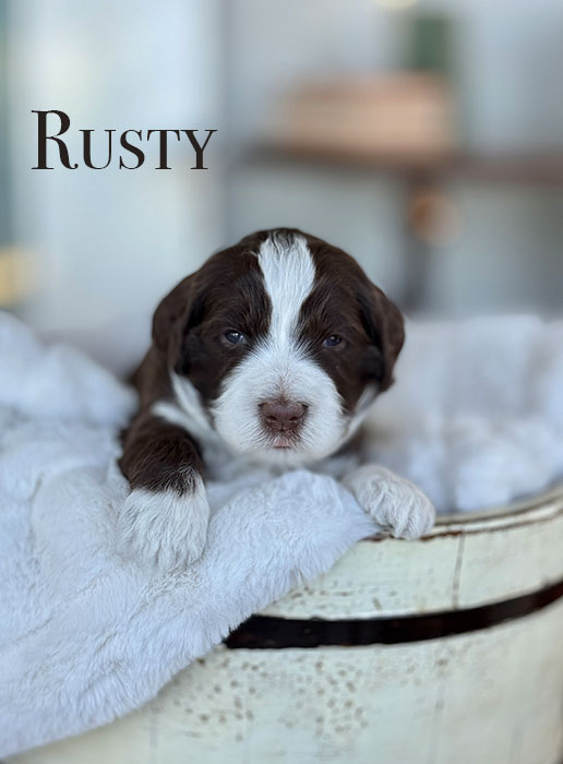 Rusty from roux and rocky week 3