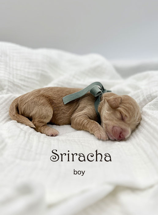 sriracha from libby and henry week 1