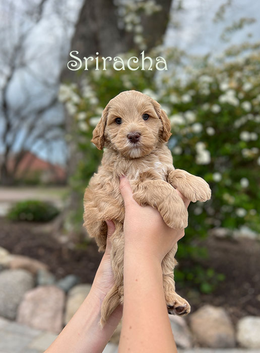 sriracha from libby and henry week 5