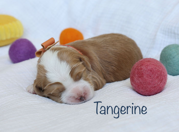 tangerine from birdie and river week 1
