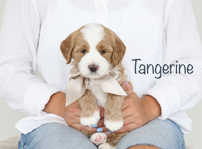 tangerine from birdie and river week 5