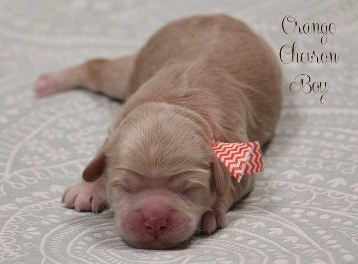 Orange Chevron Boy from Lola and Skeeter week 1