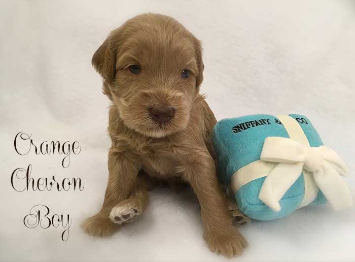 Orange Chevron Boy from June and Ben week 3