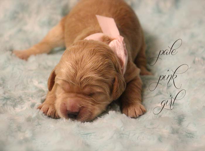 Pale Pink Girl from Rosie and AJ week 1