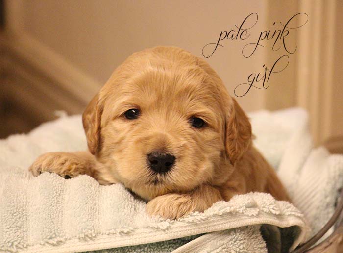 Pale Pink Girl from Rosie and AJ week 3