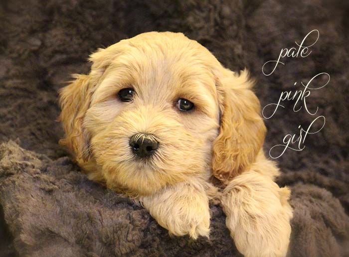 Pale Pink Girl from Rosie and AJ week 6