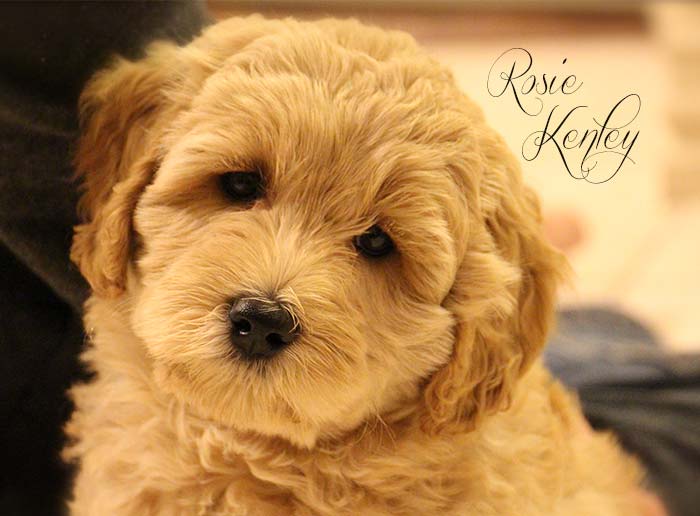 Pale Pink Girl from Rosie and AJ week 8