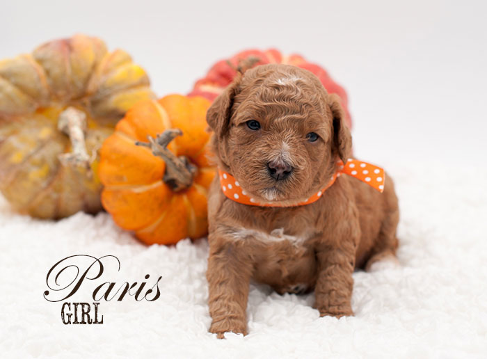 Paris from London and Finn week 3