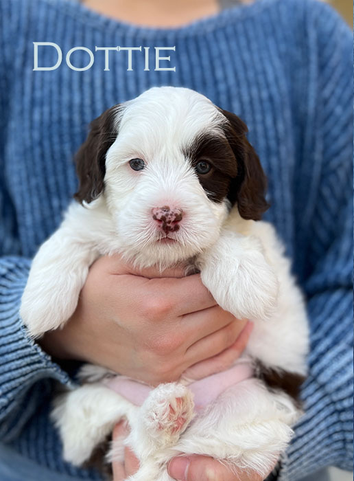 dottie from ellie and boots week 5