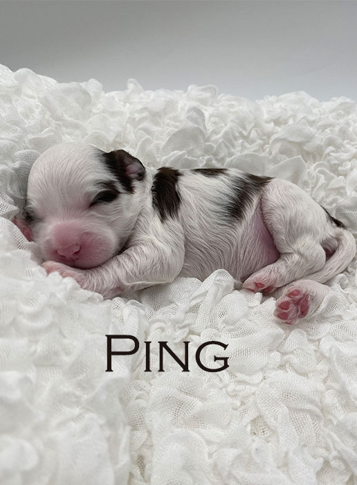 ping from ellie and boots week 1