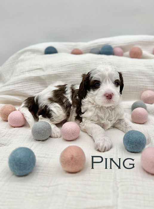 ping from ellie and boots week 3