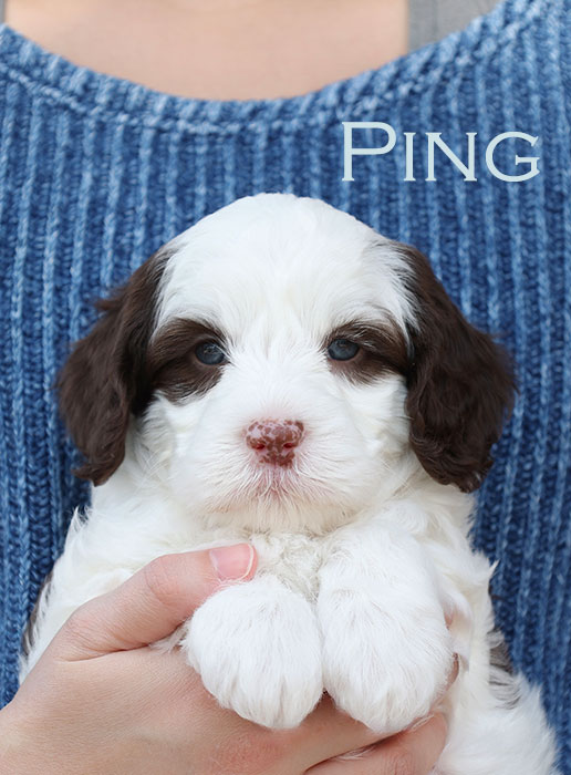 ping from ellie and boots week 5