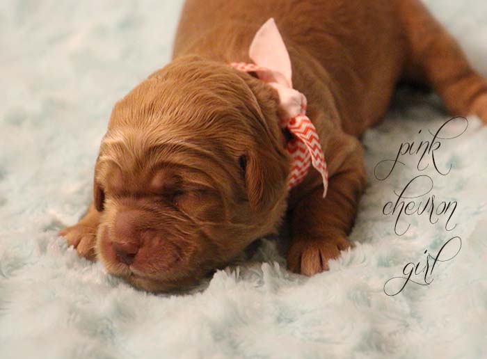 Pink Chevron Girl from Rosie and AJ week 1