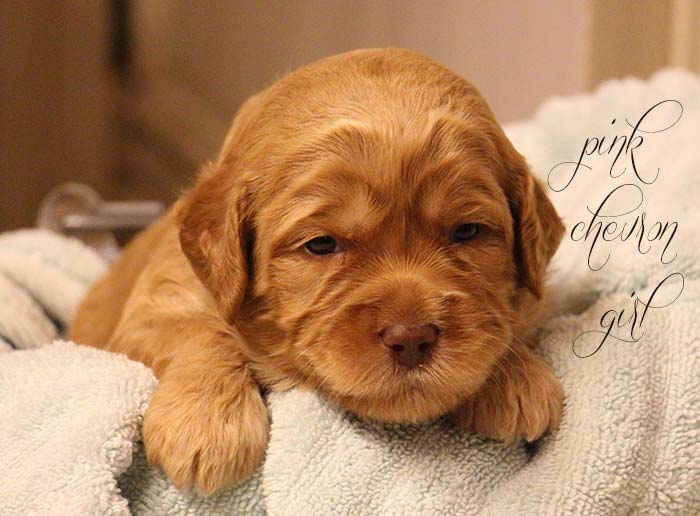 Pink Chevron Girl from Rosie and AJ week 3