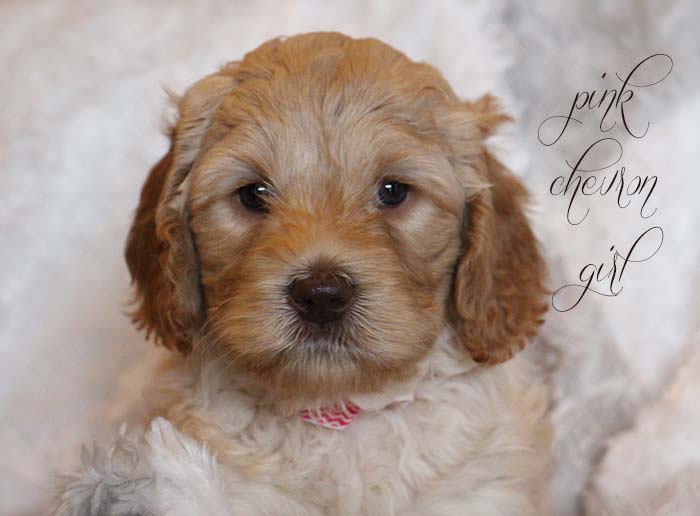 Pink Chevron Girl from Georgy and AJ week 5