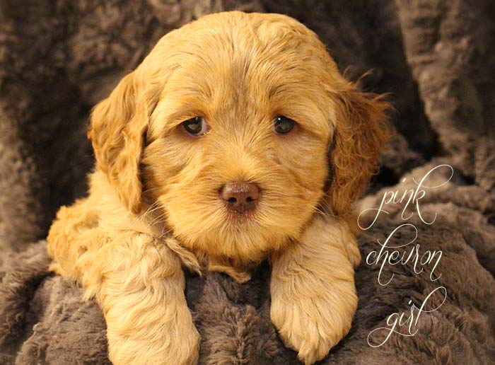 Pink Chevron Girl from Rosie and AJ week 6