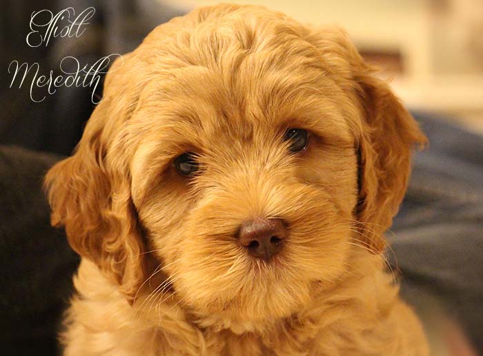 Pink Chevron Girl from Rosie and AJ week 8