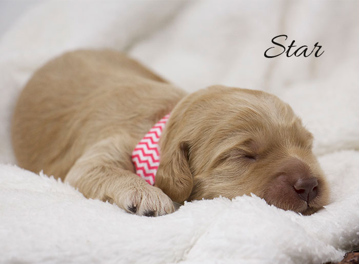 Star from Jules and Rhodie week 1