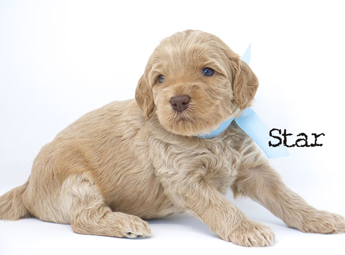 Star from Jules and Rhodie week 3