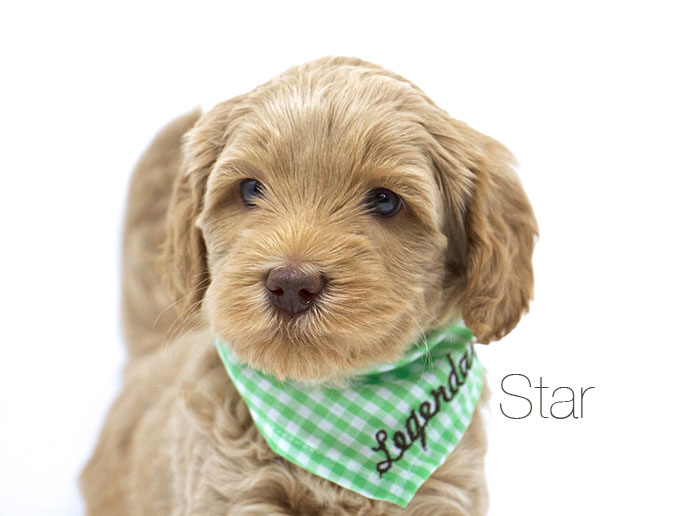 Star from Jules and Rhodie week 5