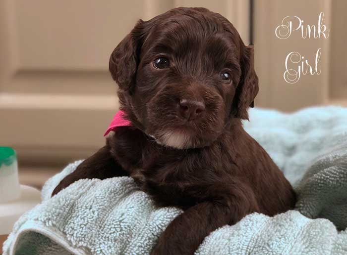 pink girl from june and dutch week 3