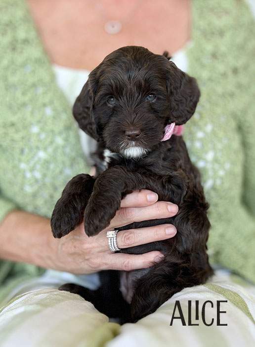 alice from shiloh and henry week 6