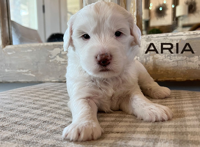 aria from izzy and Flirt week 3