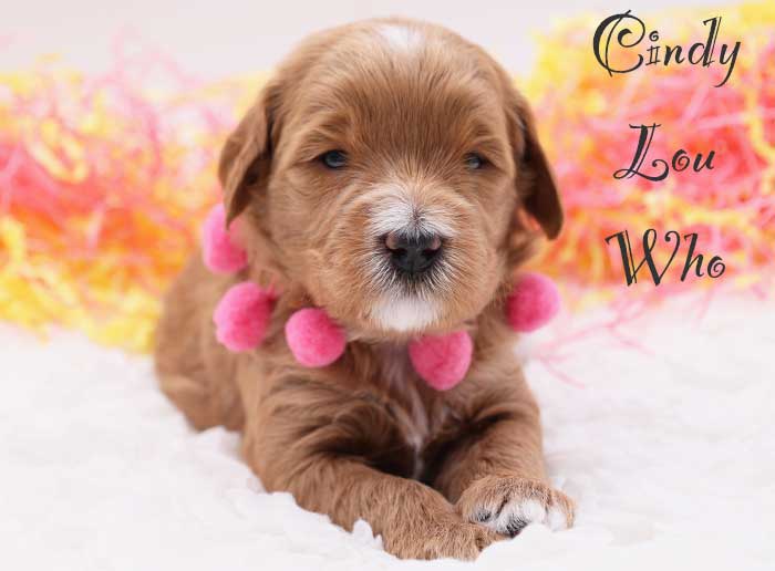 cindy lou who from mayzie and rhodie week 3