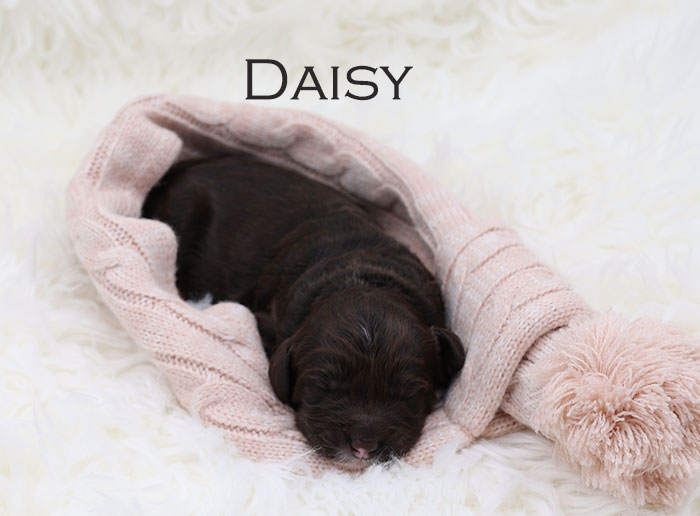 Daisy from Stella and Flirt week 1