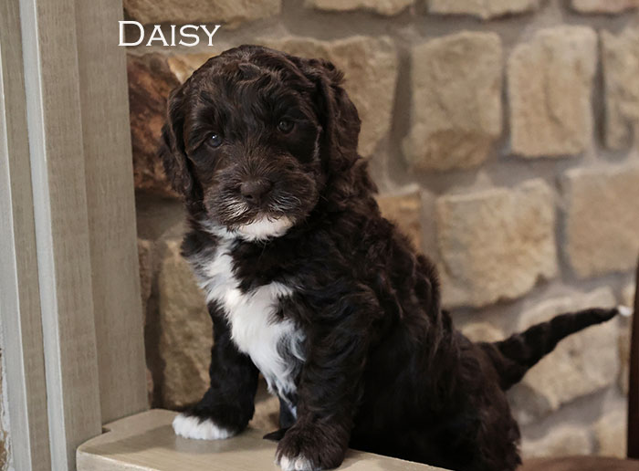 Daisy from Stella and Flirt week 5