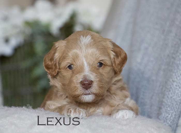 lexus from annie and finn week 3